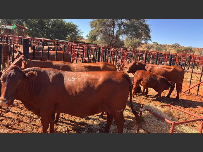 COMMERCIAL FEMALES | HARTEBEESTLOOP BONSMARA
