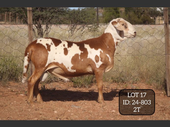 24-803  | MAKKA LOUWRENS MEATMASTERS