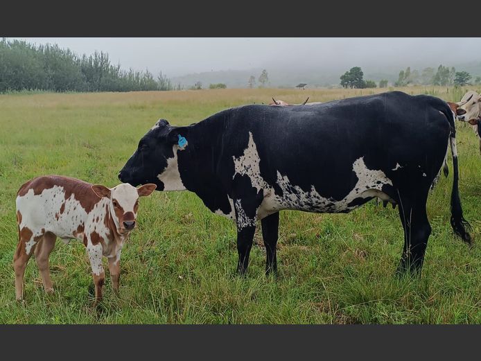 Commercial Animals | DAISIEBOO FARMS (Pty) Ltd