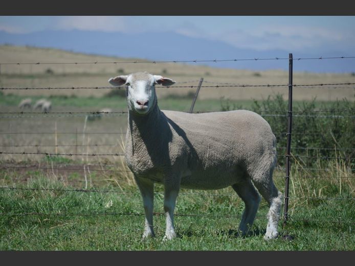 T 230125 | TWEE BROERS DORMER STOET