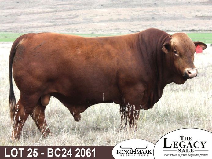 BC242061 | NO 8 CATTLE CO (PTY) LTD