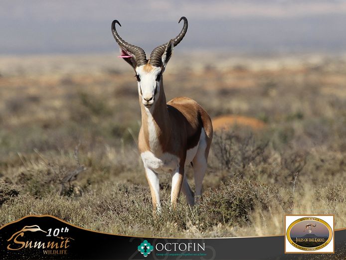17 2/8" Springbok Ram	