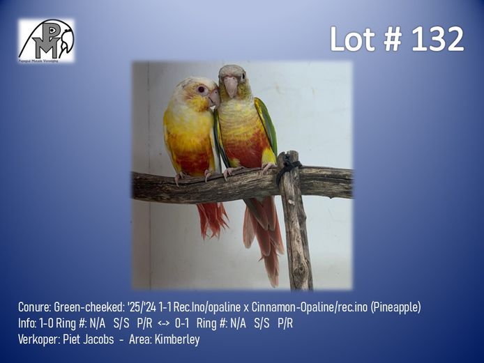 1-1 '25/'24 Conure: Green-cheeked: Rec.Ino/opaline x Cinnamon-Opaline/rec.ino (Pineapple) - Piet Jacobs