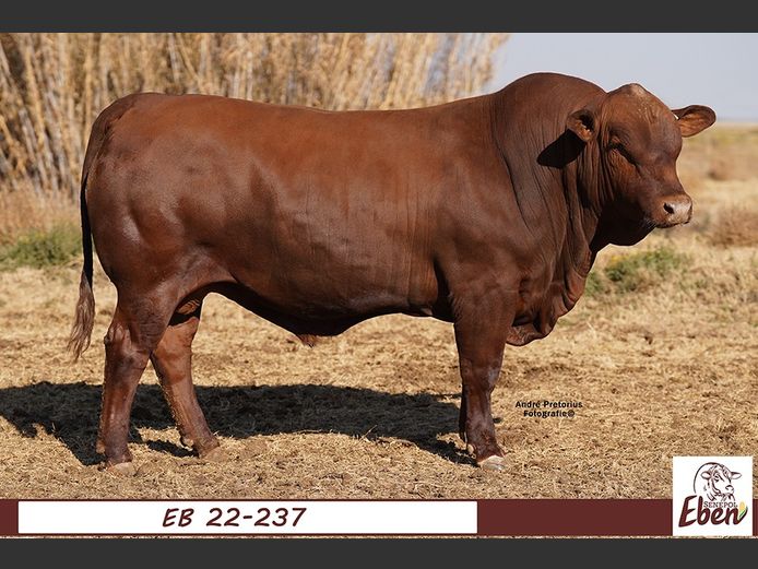 EB 220237 | EBEN SENEPOL