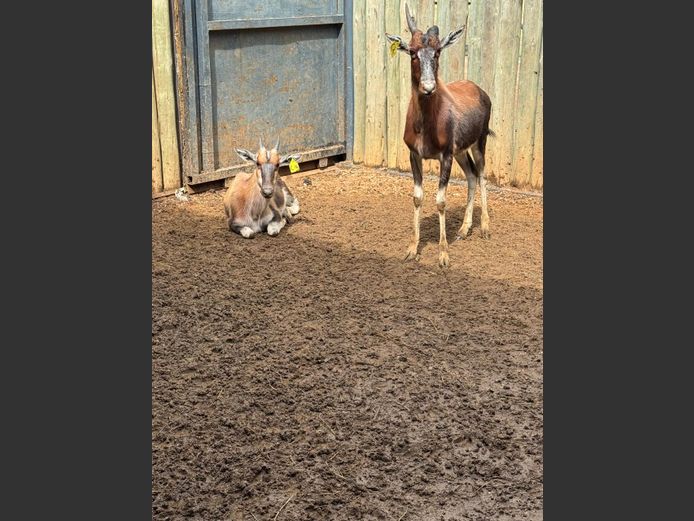 BONTEBOK