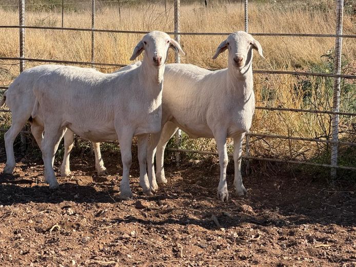 5 - 577 | De Hoop Boedery