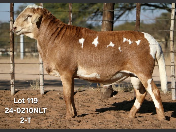 24-0210NLT | LEKWATER MEATMASTER STUD