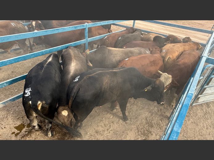 Commercial Ox