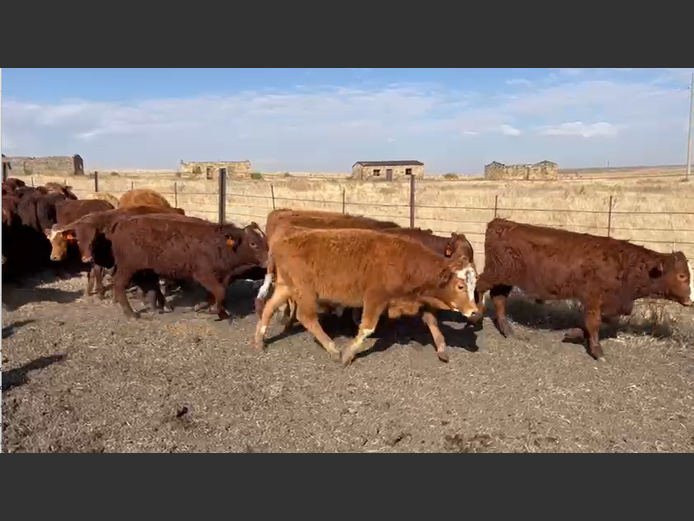 Weaners 