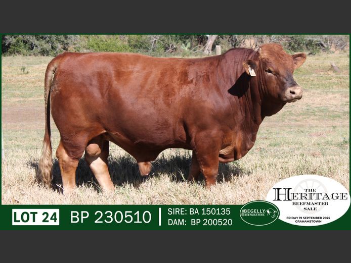 BP230510 | BEGELLY BEEFMASTERS