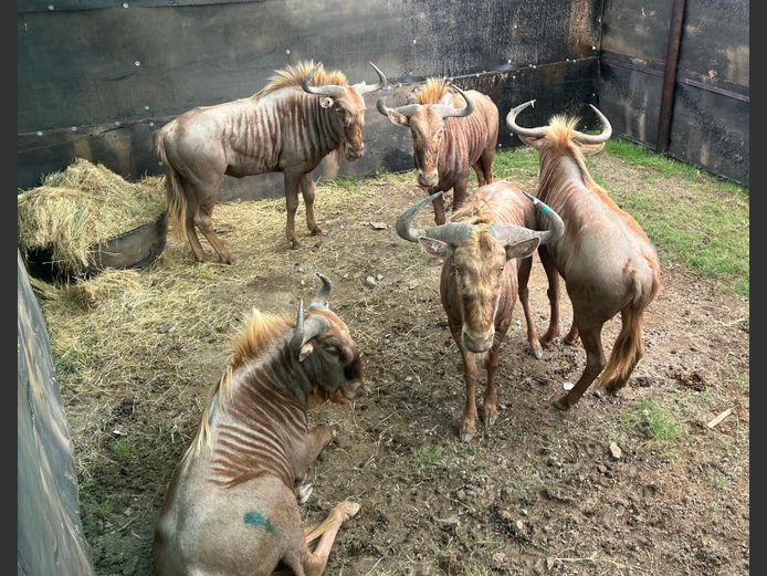 Goue Wildebees | Weltevrede (J Marx)