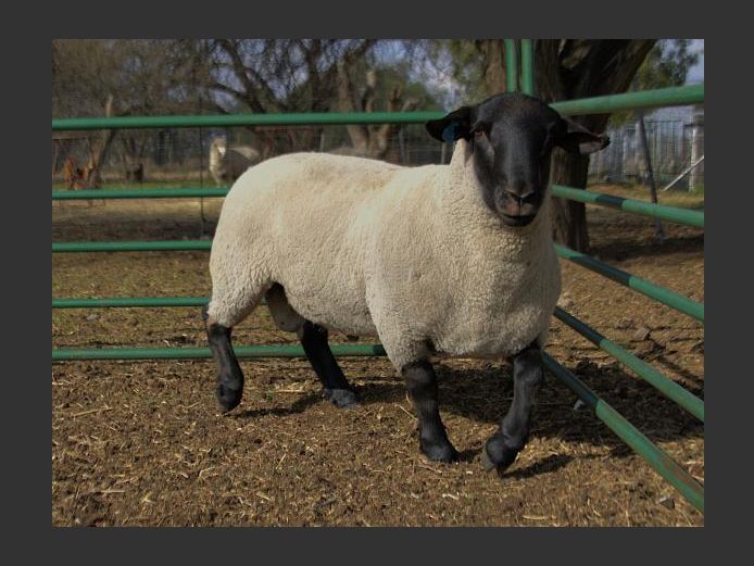 364240014 | TRIO BOERDERY