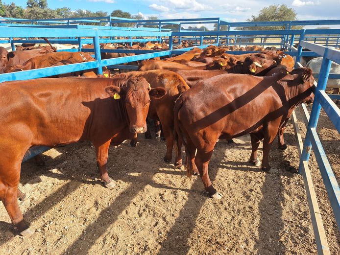 Commercial Slaughter Heifer