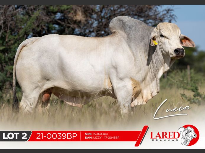 21-0039BP | LARED BRAHMAN
