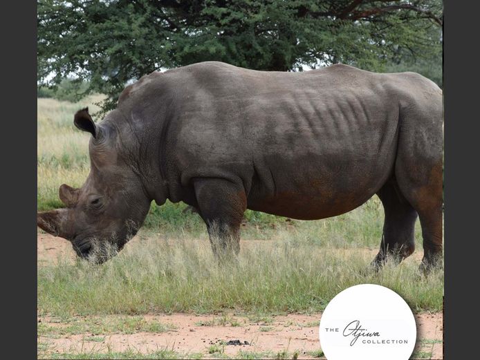 Rhino Bull | WATERBERG PLATO GAME BREEDERS