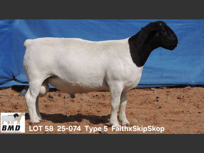 25-074 | BROER MARITZ DORPERS