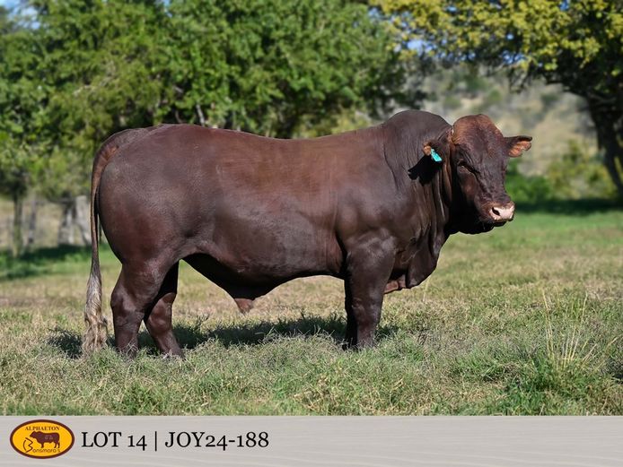 JOY240188 | FETTING LIVESTOCK TRUST