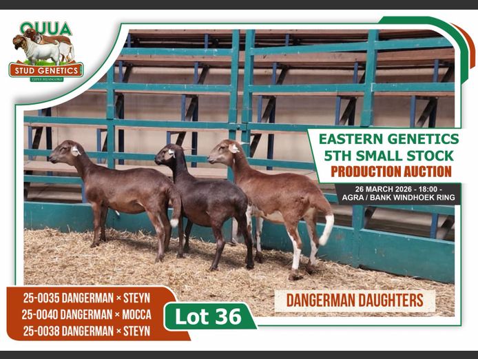 25-0035OVM | 25-0040OVM | 25-0038OVM | Ouua Stud Genetics
