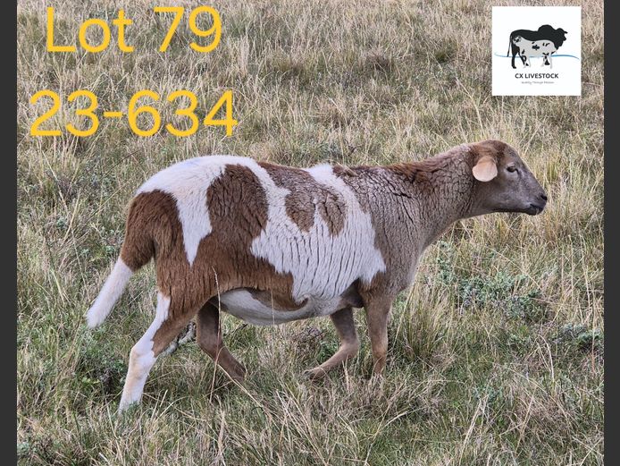 23-634 | CX LIVESTOCK