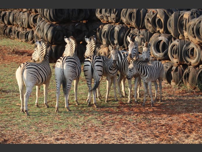 Zebra