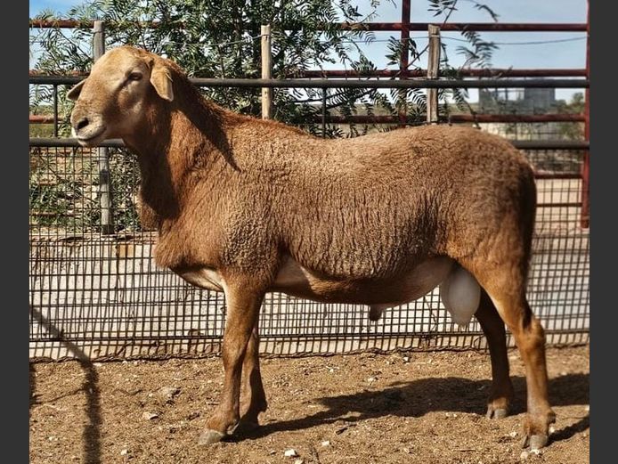 RBF 24 0219 | Deelfontein Meatmasters