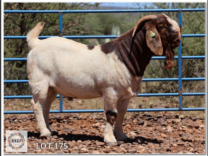 959 24 0049 | RIETKUIL BOERBOKSTOET,