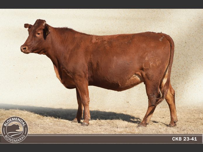 CKB230041 | CHRIS KRUGELL BLOEMENDAL