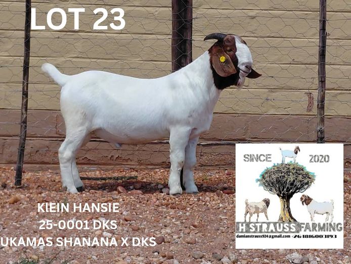 25-0001DKS | H STRAUSS FARMING