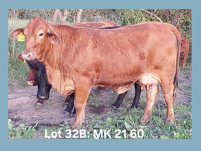 MK 21 60 FLOSSIE TOO