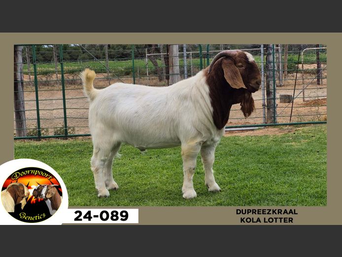 24-089  |  Kola Lotter - DuPreezKraal