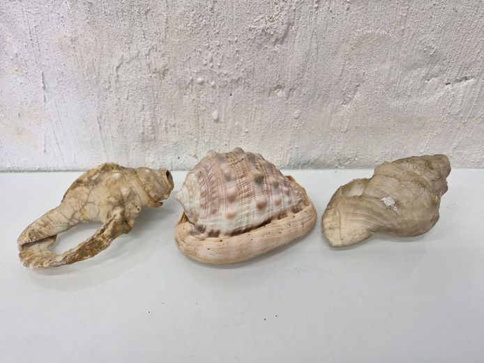 Three Large Natural Sea Shells