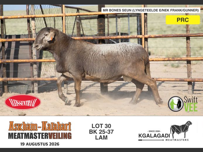 BK 25-37 | BARRI KNOETZE