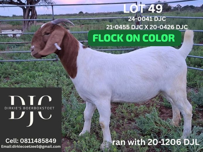 24-0041 DJC | DIRKIE COETZEE