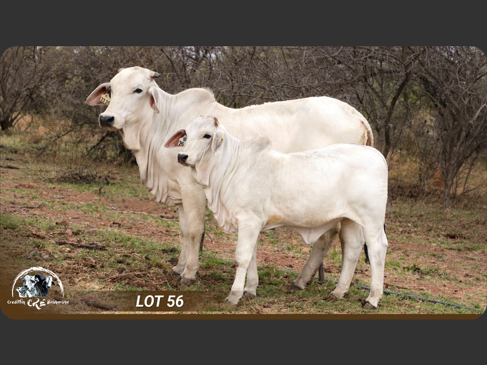 Commercial Animals | CRE BRAHMANE