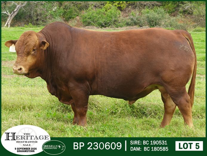 BP 230609 HH | BEGELLY BEEFMASTERS