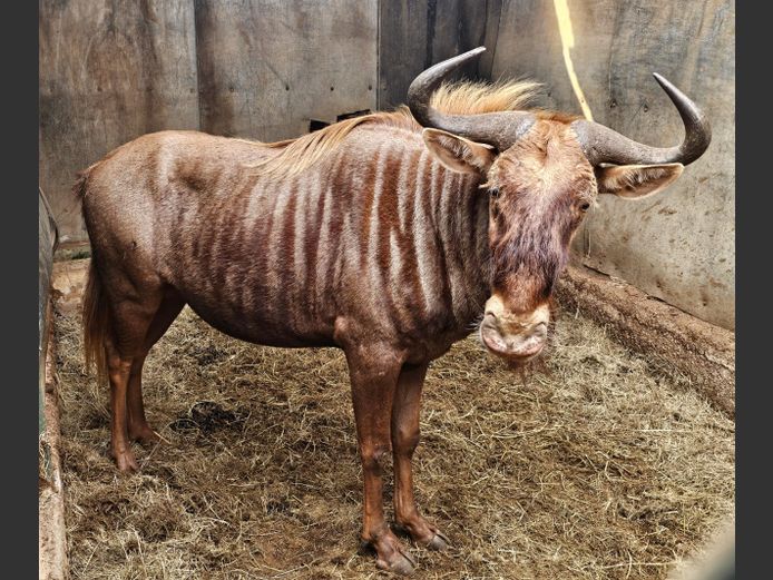 GOUE WILDEBEES | LEKKERBREEK
