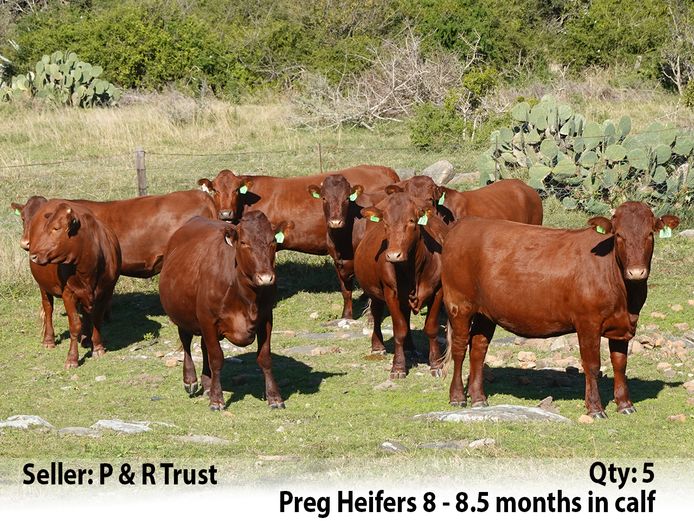 Commercial Animals | P & R Trust