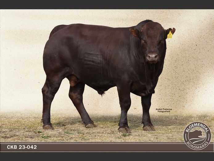 CKB 230042 | CHRIS KRUGELL BLOEMENDAL