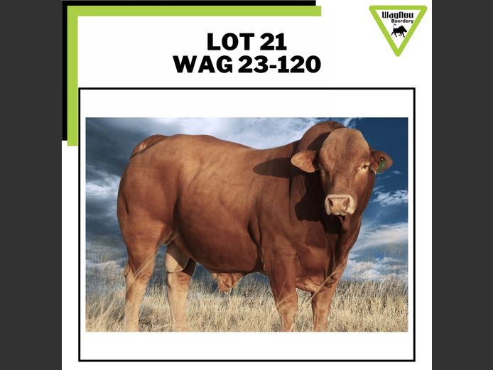 WAG 230120 | WAGNOU BOERDERY