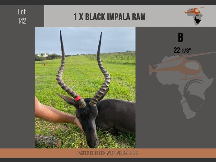 Black Impala (22 1/8")