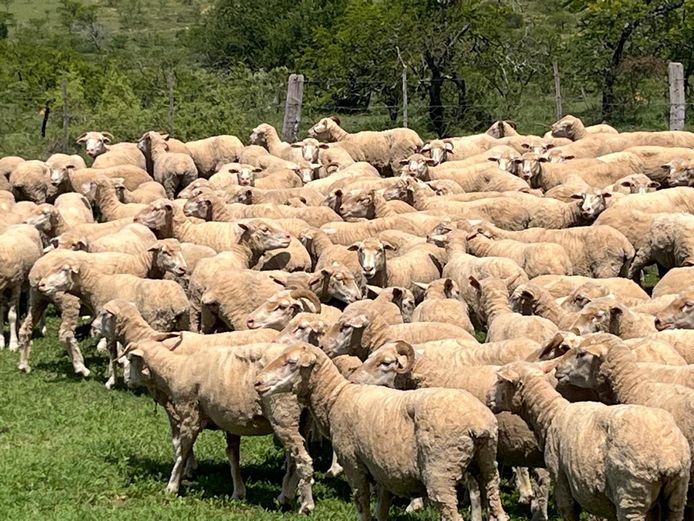 Ewes | P & J van Niekerk