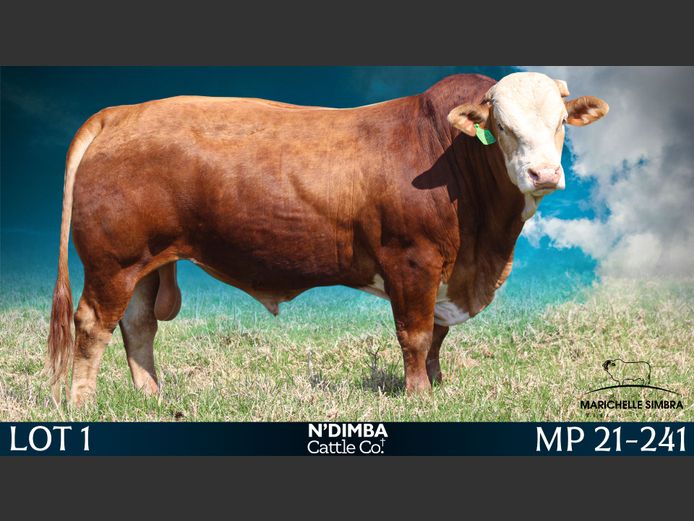 MP21241