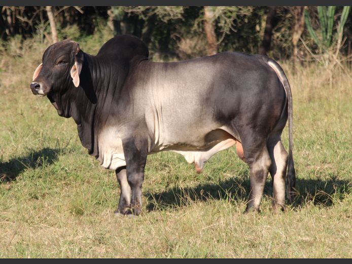 DBB 20 43 | DOUBLE BAR BRAHMANS