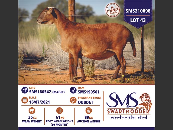 SMS210098 | SWARTMODDER MEATMASTER STUD