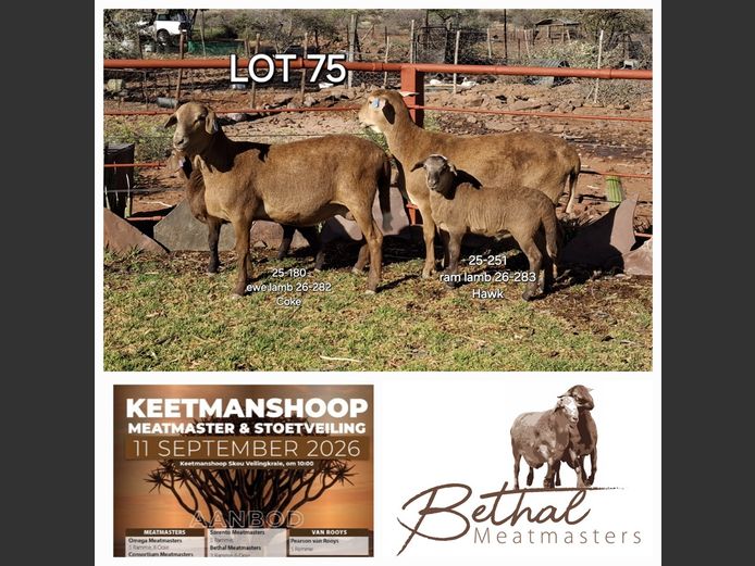 25-251 | 25-180 | Bethal Meatmasters