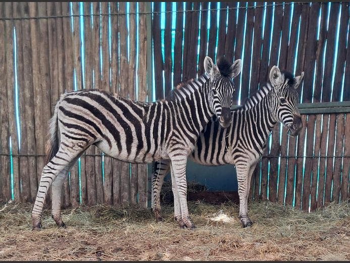Zebra | Helicon 