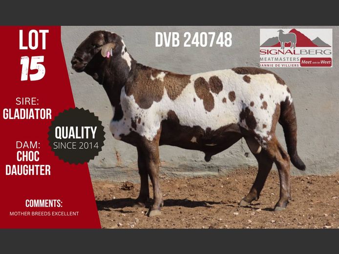 Lot 15 | SIGNALBERG MEATMASTERS 12TH MEATMASTER RAM AUCTION | SwiftVEE ...