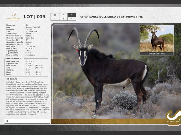 Sable | Groot Sleutelfontein (Pty) Ltd.