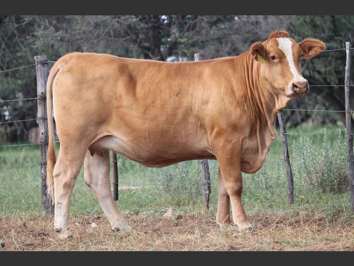 DM231227 | KAMAB SIMBRA