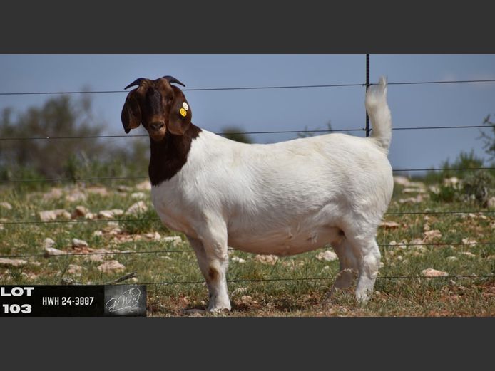 HWH24-3887 | G VAN WYK